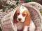 Nowe puzzle 120 Castorland C12282 Basset Puppy