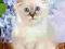 Nowe puzzle 120 Castorland C12435 Birman kitten