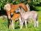 Nowe puzzle 120 Castorland C12619 Ponies in Meadow