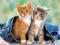 Nowe puzzle 60 Castorland C06304 Two kitten