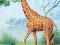 Nowe puzzle 60 Castorland C06397 Giraffe