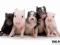 Świnie - Świnki - różne plakaty 91,5x61 cm