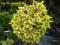 Picea orientalis 'Tom Thumb Gold' Świerk kaukaski