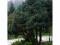 Pinus sylvestris 'Chantry BLue' - Sosna pospolita