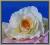 AW67 Róża główka NOWOŚĆ cieniowana 3.kremowo-żółty
