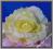 AW67 Róża główka NOWOŚĆ cieniowana 4.kremowa