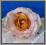 AW67 Róża główka NOWOŚĆ cieniowana 7.róż.pomarańcz