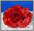 AW67 Róża główka NOWOŚĆ 12.czerwona
