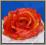 AW67 Róża główka NOWOŚĆ cieniowana 11.czerw-pomara