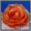 AW67 Róża główka NOWOŚĆ cieniowana 10.jasnoczerwon
