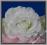 AW67 Róża główka NOWOŚĆ cieniowana 1.biały