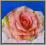 AW67 Róża główka NOWOŚĆ cieniowana 8.łosoś.zieleń