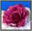 AW67 Róża główka NOWOŚĆ cieniowana 14.amarant