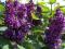Lilak - Syringa vulgaris - 'Michel Buchner'