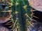 Trichocereus san pedro 7 letnie z nasion taniość