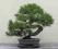 Skalniak i bonsai Kosodrzewina Montana