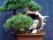 Skalniak i bonsai Kosodrzewina Mughus #23N11#