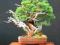 Skalniak i bonsai Kosodrzewina Pumilio