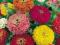 Najpiękniejsze Kwiaty Cynia DaliowaNasiona #40N11#