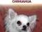 Chihuahua - - KONIN, pies cziłała, Nowa !