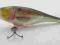 WOBLER RAPALA SHALLOW SHAD RAP SSR08SD OKAZJA