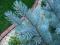 Picea pungens - ''Hoopsii'' ( świerk kłujący )