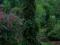 Picea omorika 'Pendula' - Świerk serbski PŁACZĄCY