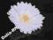 Gerbery białe Główki kwiatowe DRUT GRATIS