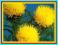 CHABER WIELKOKWIATOWY - okazałe żółte kwiaty