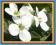 GĘSIÓWKA KAUKASKA - poduszka z białych kwiatów