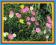 POSŁONEK OGRODOWY - różnobarwne kwiaty