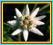 SZAROTKA ALPEJSKA - zamrożone kwiaty