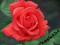 Róża wielkokwiatowa ISuper Star *malinowa*kopana*N
