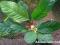Anubias barteri coffeefolia (6 -8 liści)