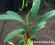 Anubias afzellii (8 - 10 liści)