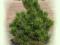 Pinus leucodermis 'Horak' - Sosna bośniacka