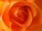 Rosa 'Janina' - Róża wielkokwiatowa *POMARAŃCZOWA*