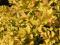 Spiraea japonica 'Golden Princess' - Tawuła jap.