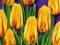 Plakat obraz 86x120cm EGX-KLB909 TULIPS II (LM)