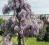 Wisteria - Glicynia floribunda 'Naga Noda'
