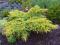Juniperus media 'Gold Star' - Jałowiec pośredni