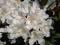 RÓŻANECZNIK rhododendron BIAŁY odporny HIT C-5L