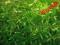 MECH weeping moss vesicul dekoracyjna roslina akwa