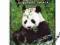 ANIMAL PLANET: PANDA - ULUBIENIEC ŚWIATA DVD