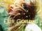 Ellie Goulding / Bright Lights [CD]