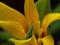 Uvularia grandiflora - Jagodowiec wielkokwiatowy