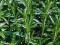 CZĄBER OGRODOWY (Satureja hortensis) - zioła