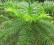 KUNINGAMIA CHIŃSKA (Cunninghamia lanceolata) 20sz