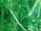 KOPER WŁOSKI (Foeniculum vulgare) - ogród ziołowy