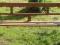 śliczna stara ława ławka w świetnym stanie TANIO2
